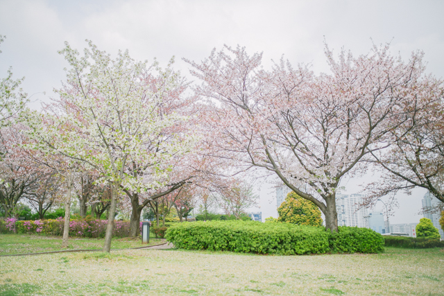 tokyo-engagement-1