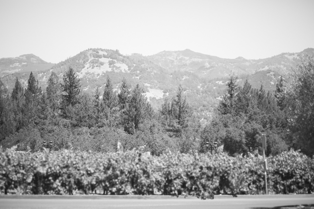 napa-valley-engagement-shoot-95