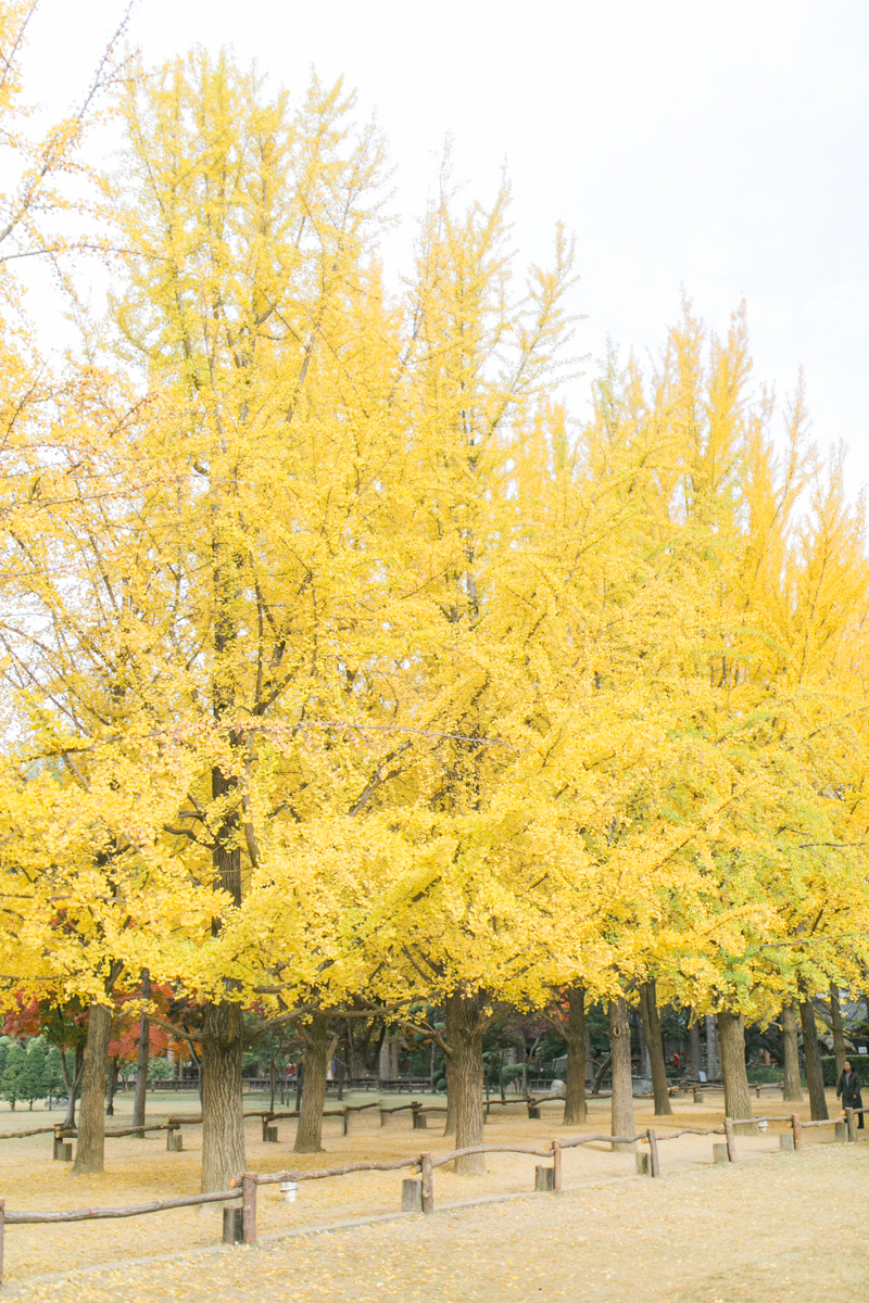 Seoul Korea Engagement (Prenup) - Tracy & JP | Foreveryday Photo