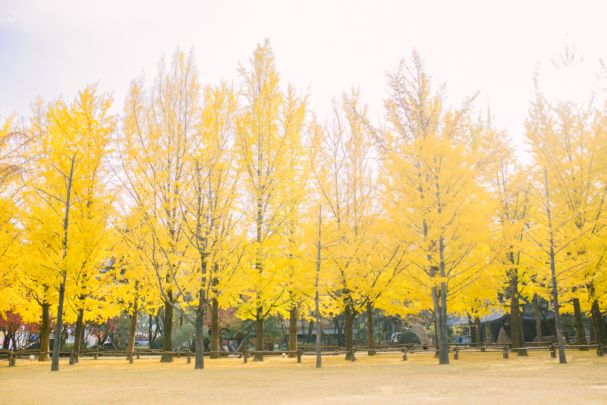 Seoul Korea Engagement (Prenup) - Tracy & JP | Foreveryday Photo