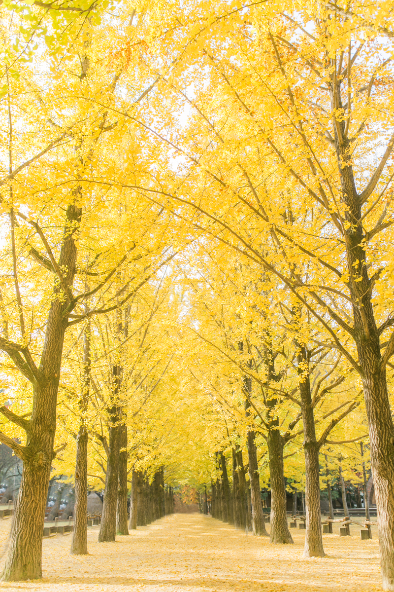 Seoul Korea Engagement (Prenup) - Tracy & JP | Foreveryday Photo